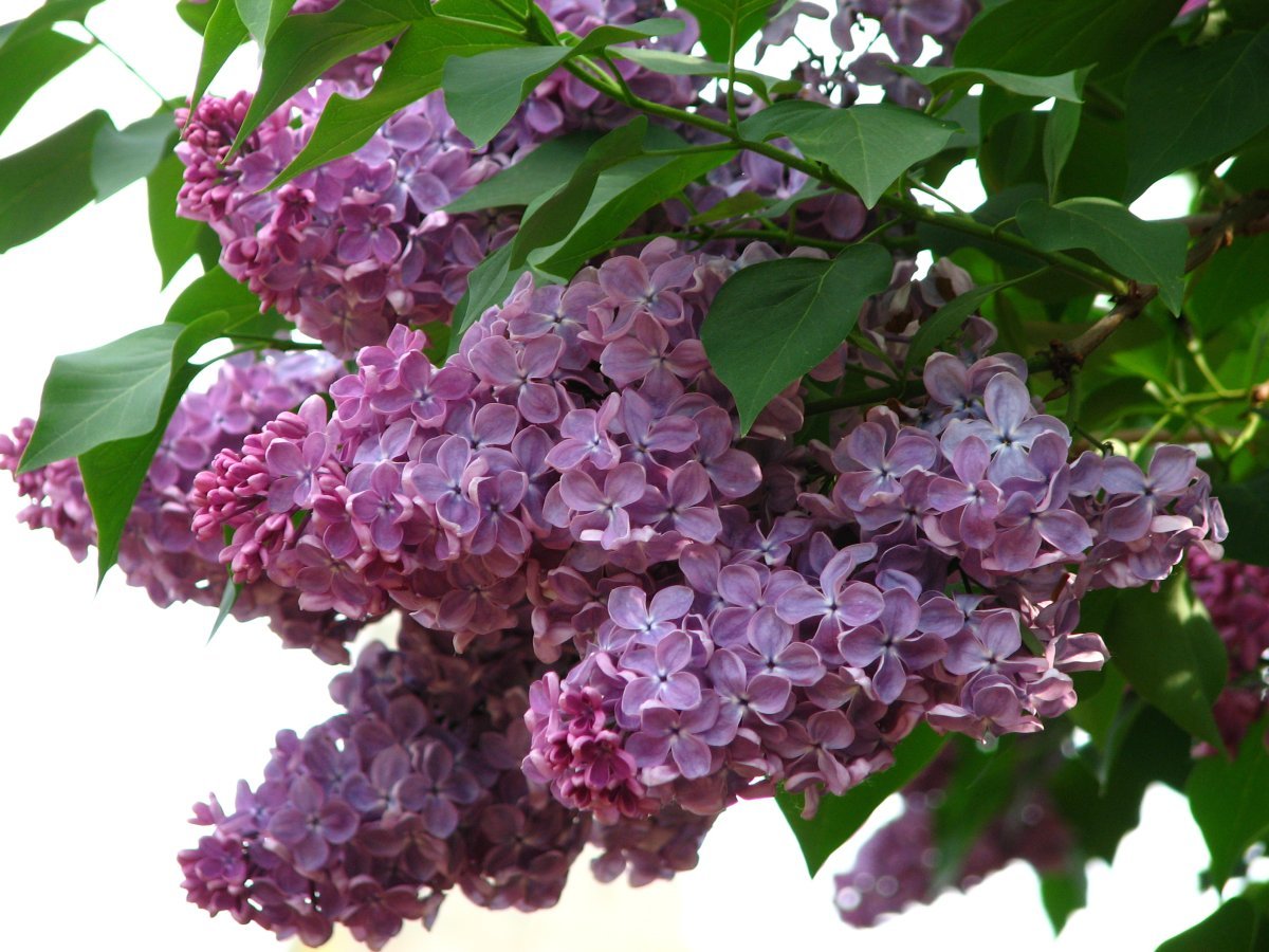 Сирень Мечта - фото 5