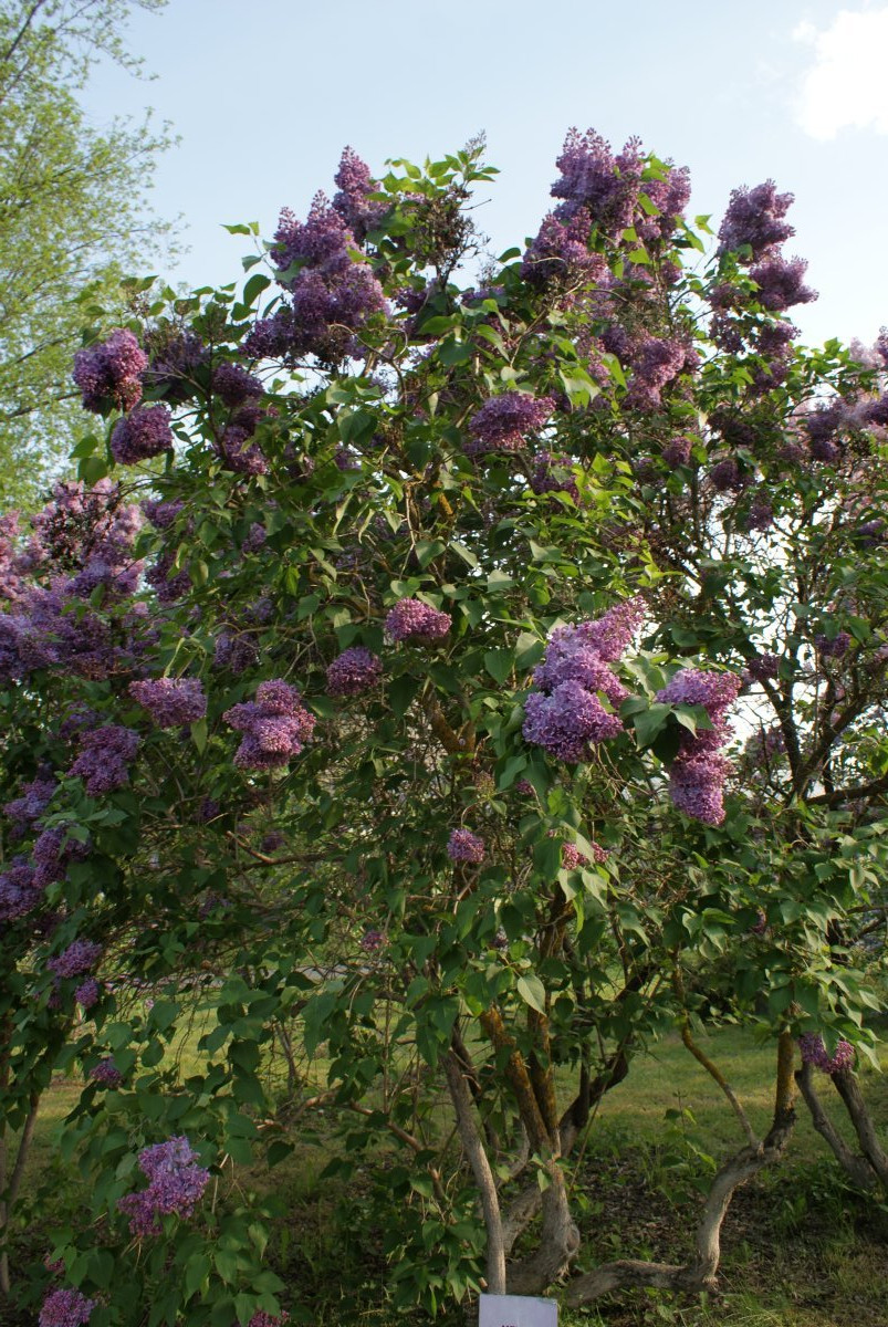 Сирень Мечта - фото 6