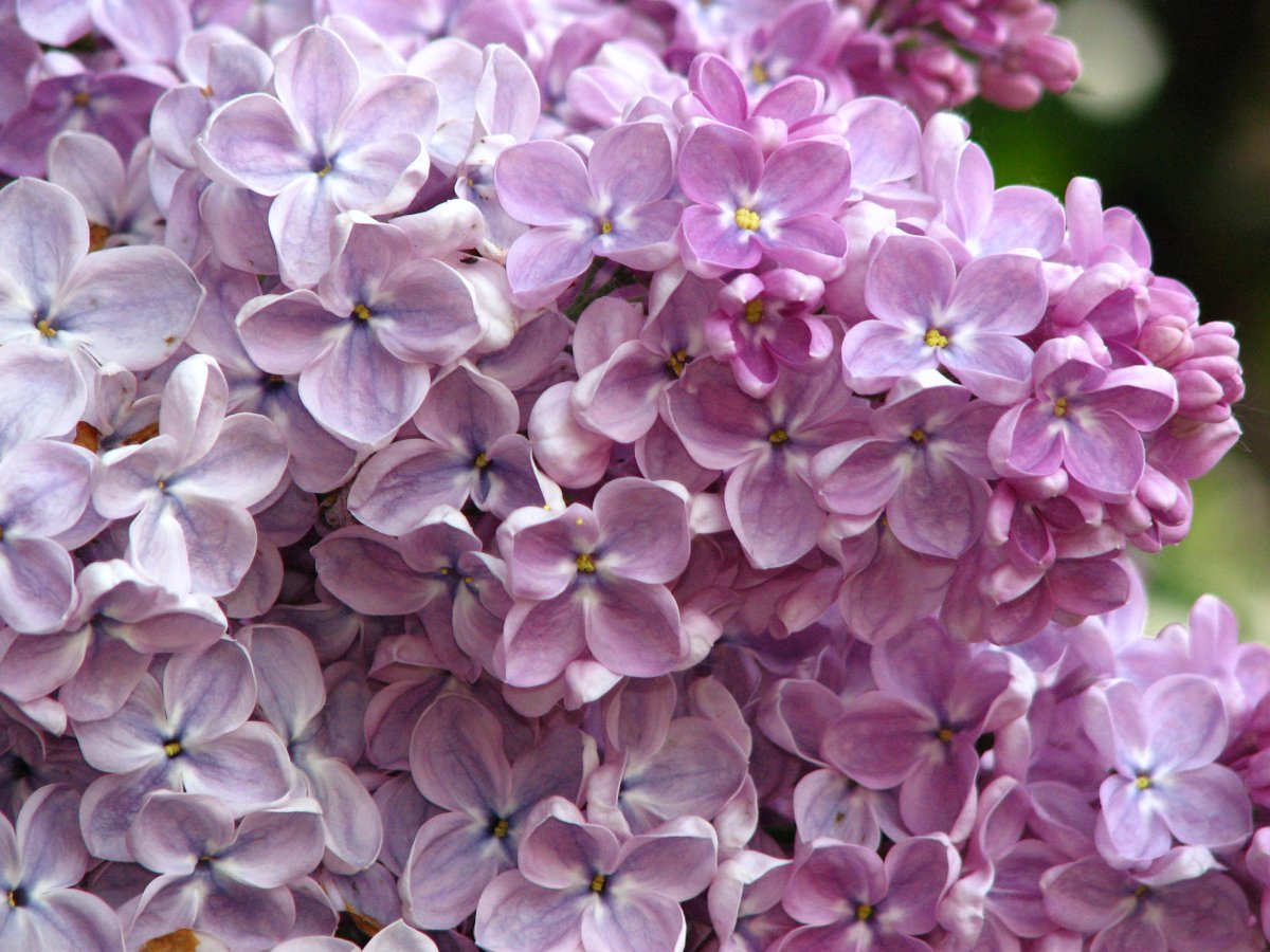 Сирень Мечта - фото 2