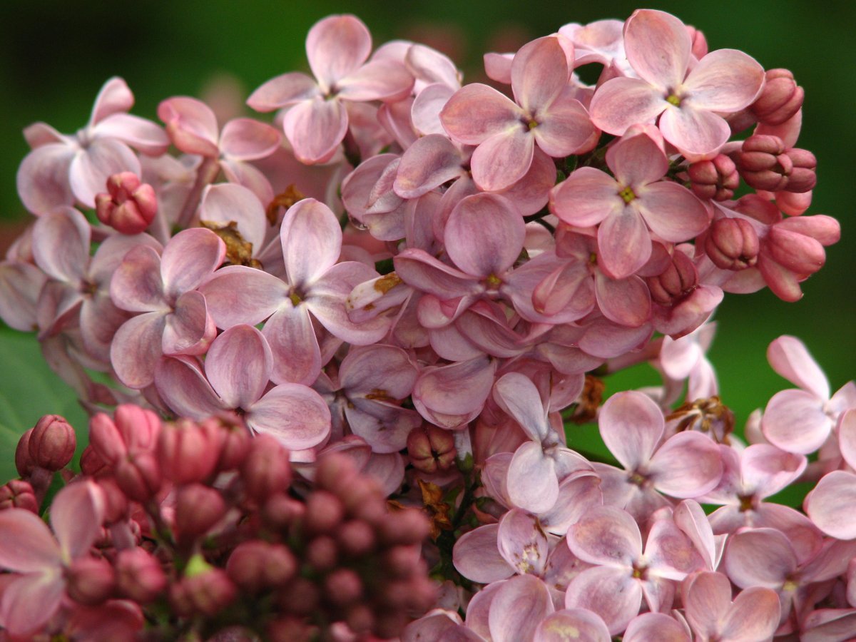 Сирень Мулатка