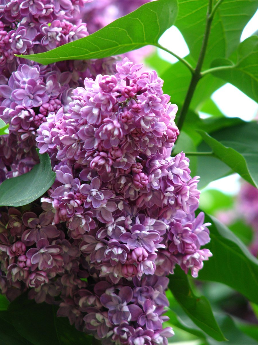 Сирень Павлинка махровая