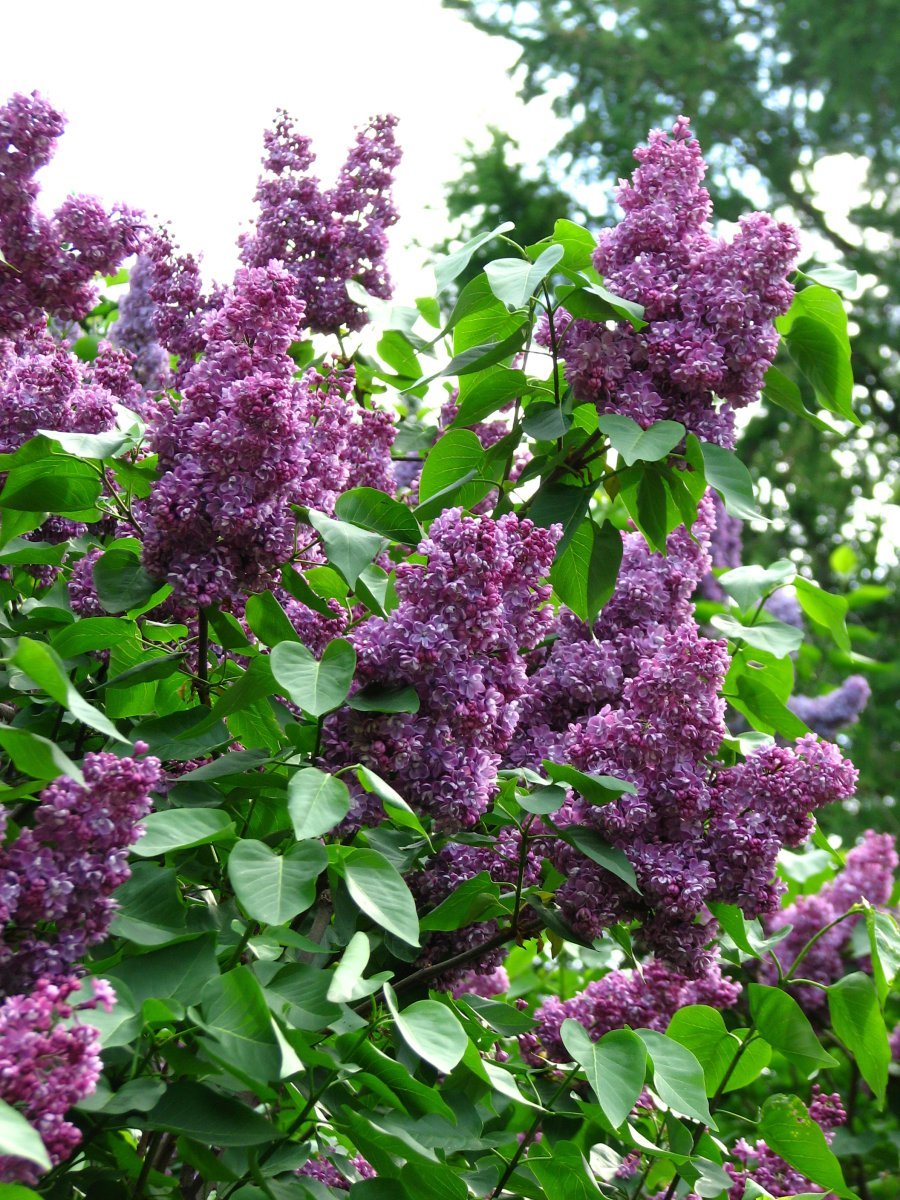 Сирень Павлинка махровая - фото 2