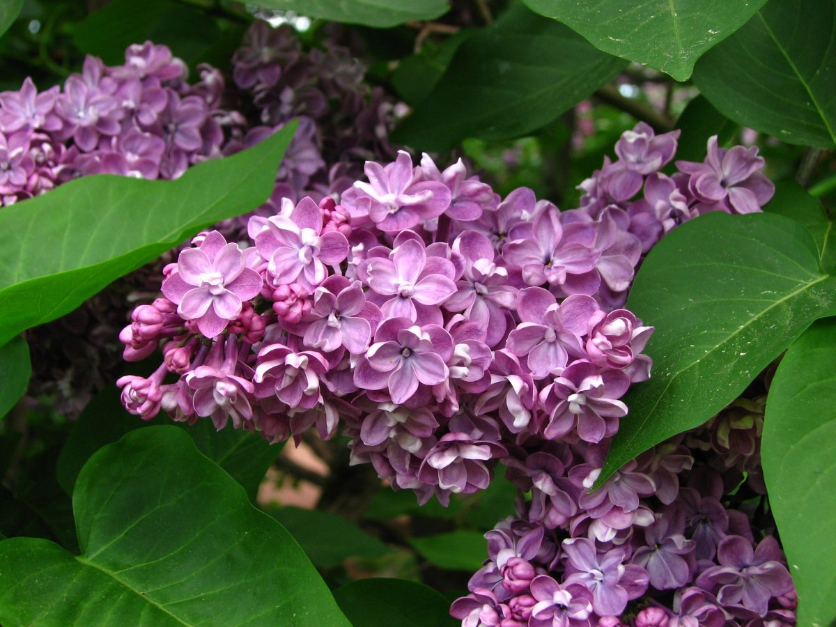 Сирень Павлинка махровая - фото 6