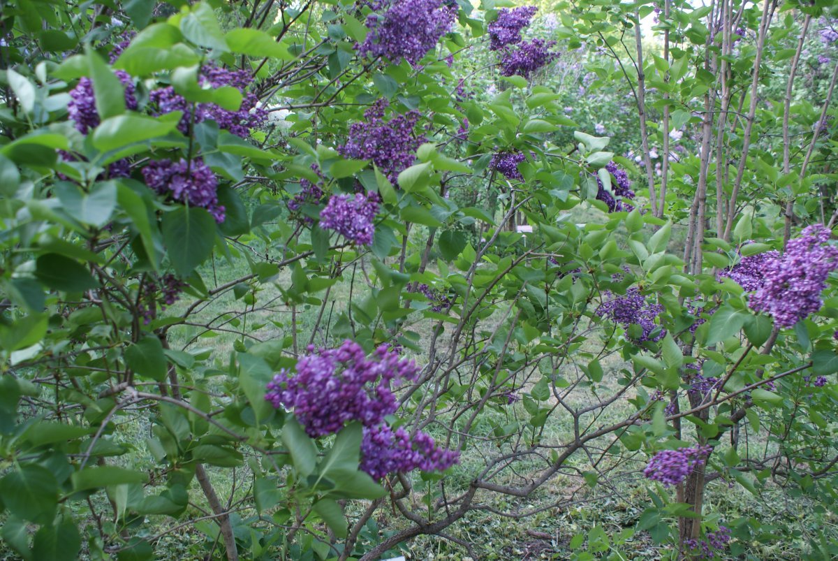 Сирень Павлинка махровая - фото 7