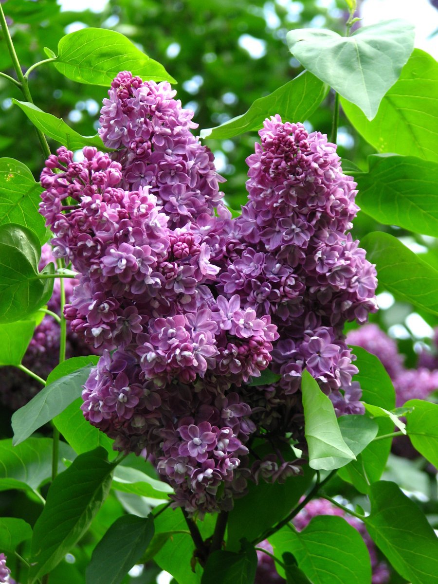 Сирень Павлинка махровая - фото 5