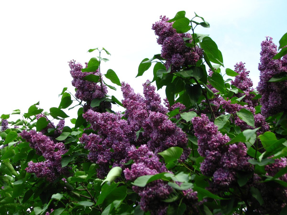 Сирень Павлинка махровая - фото 4