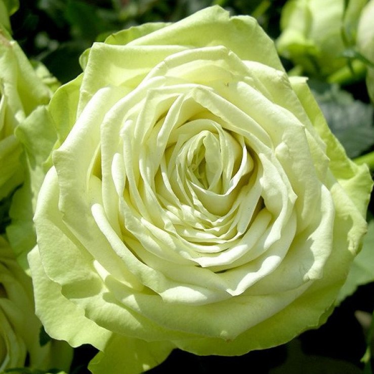 Роза чайно-гибридная Амандина