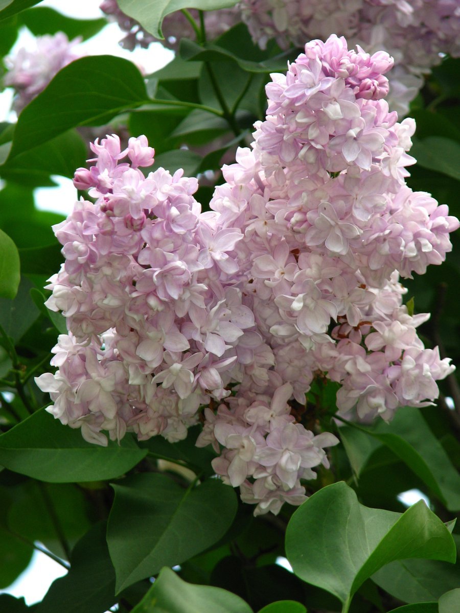 Сирень Полина Осипенко махровая