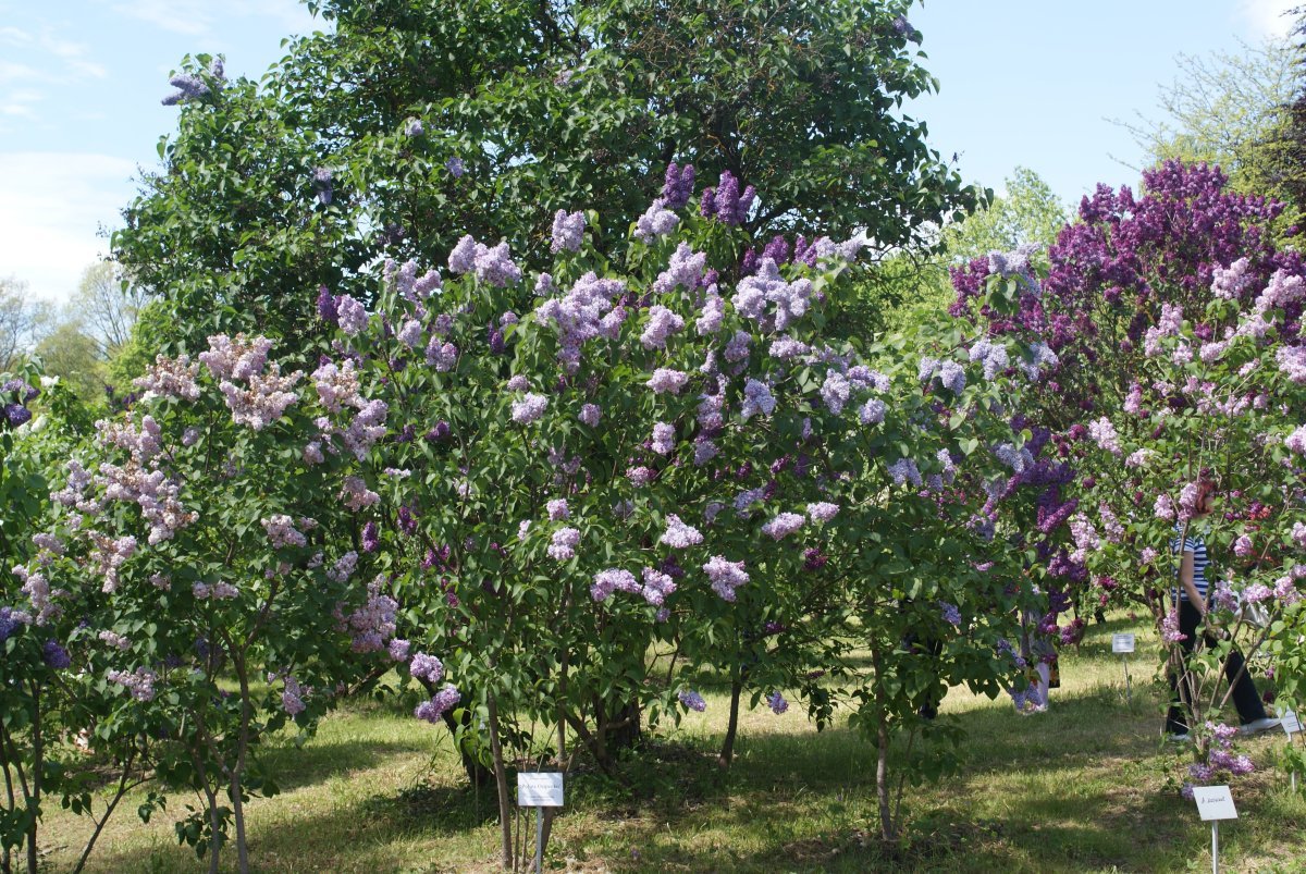 Сирень Полина Осипенко махровая - фото 5