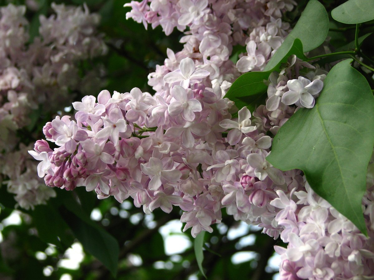 Сирень Полина Осипенко махровая - фото 4