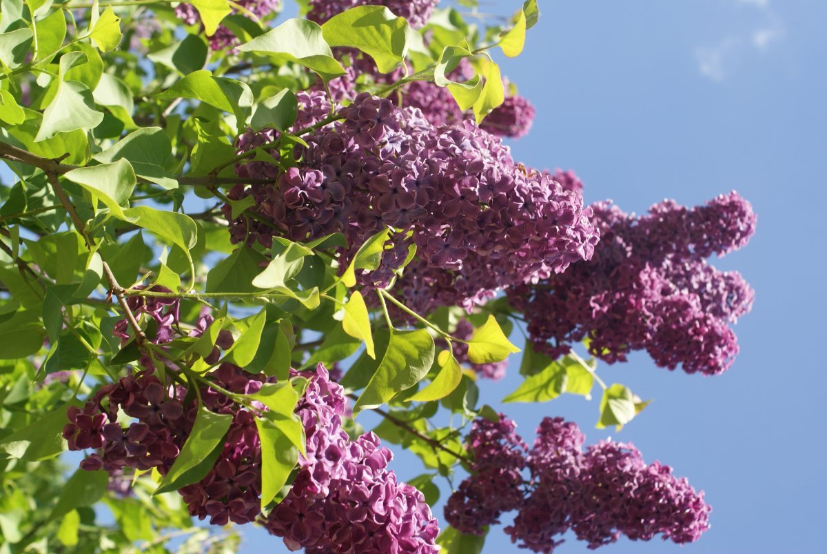 Сирень Сумерки - фото 2