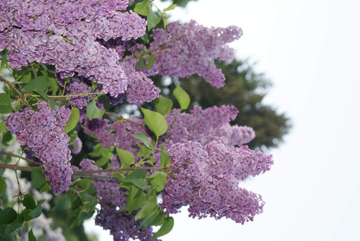 Сирень Сумерки