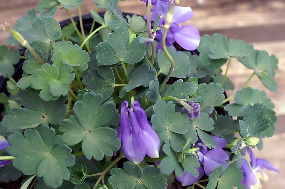 Аквилегия вееровидная Министар - фото 2