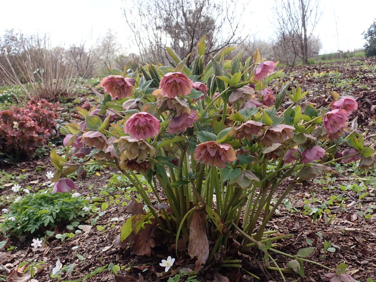 Морозник махровый Дабл Эллен Пинк