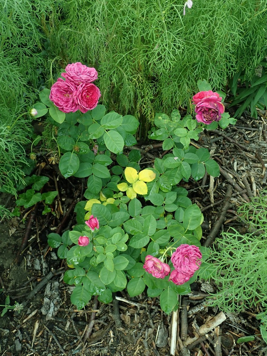 Роза чайно-гибридная Аскот - фото 11