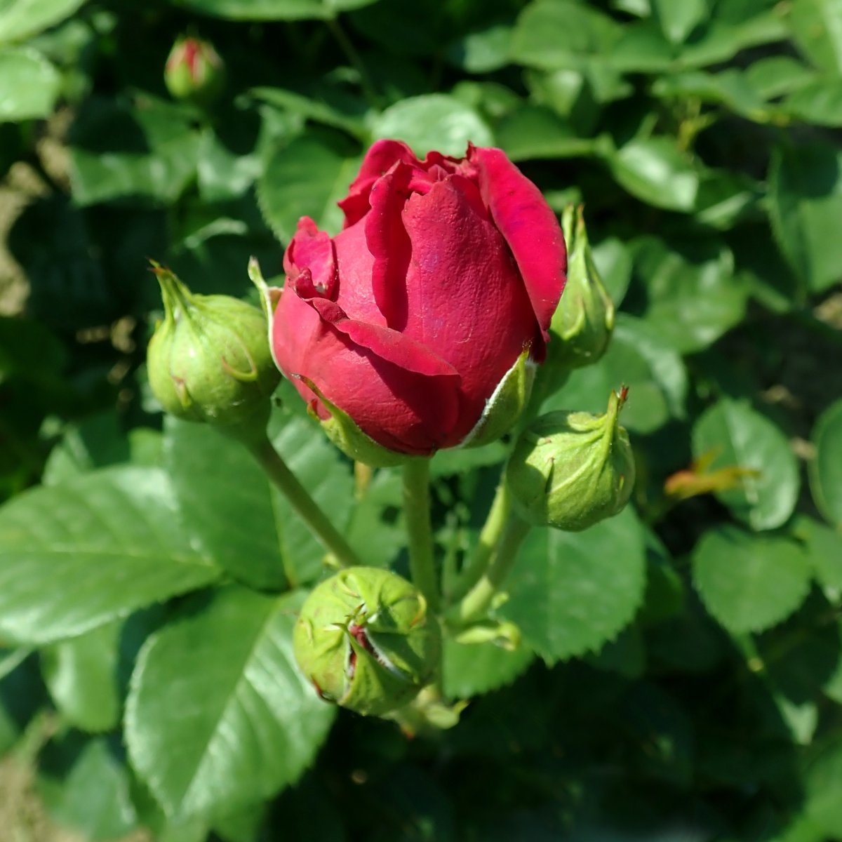 Роза чайно-гибридная Аскот - фото 6