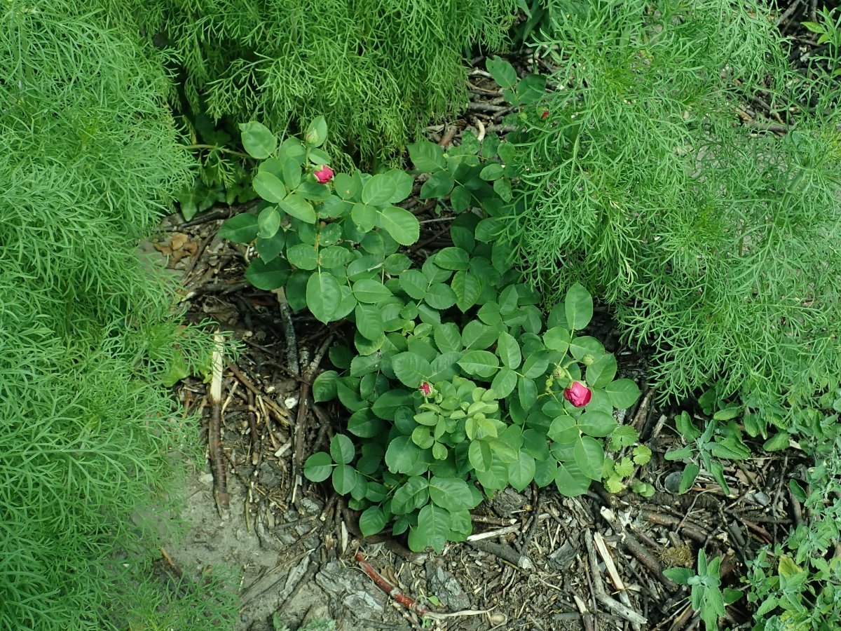 Роза чайно-гибридная Аскот - фото 8