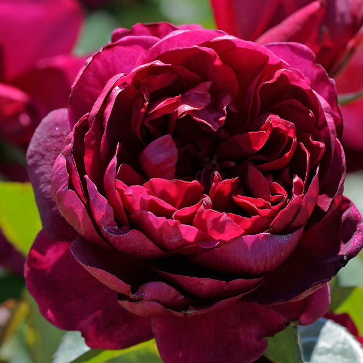 Роза чайно-гибридная Аскот