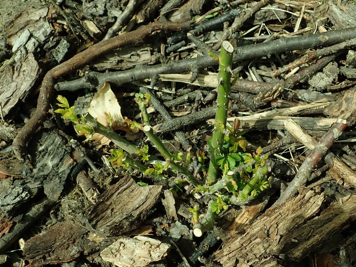 Роза чайно-гибридная Аскот - фото 3