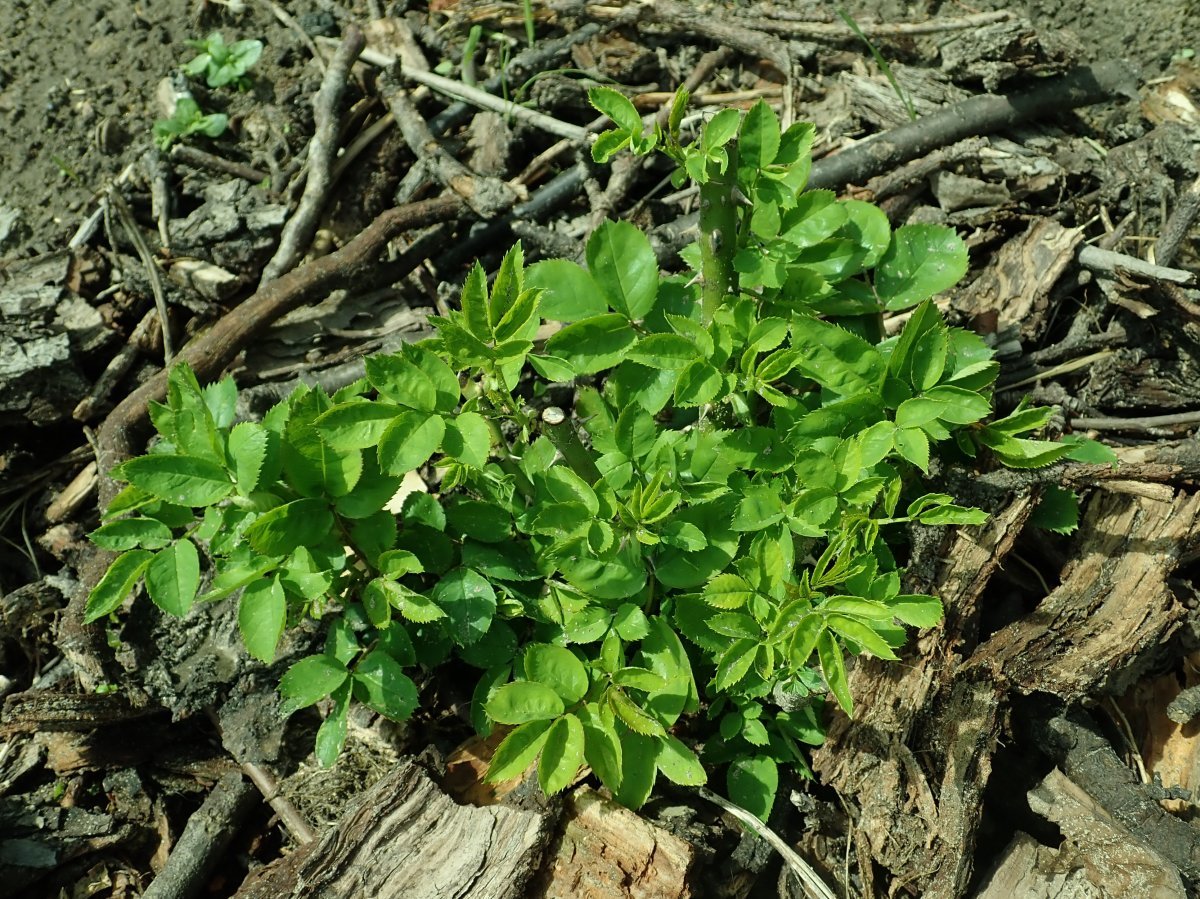Роза чайно-гибридная Аскот - фото 4