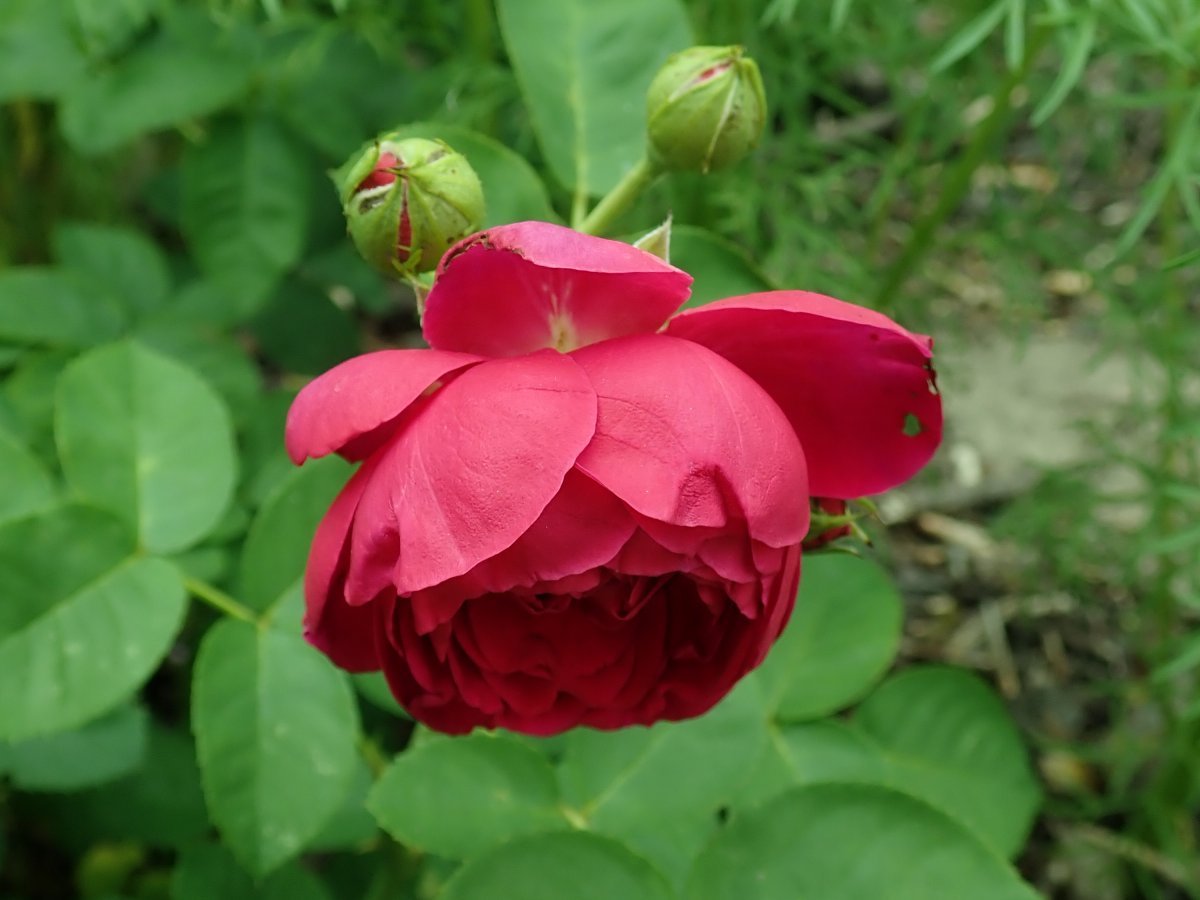 Роза чайно-гибридная Аскот - фото 10