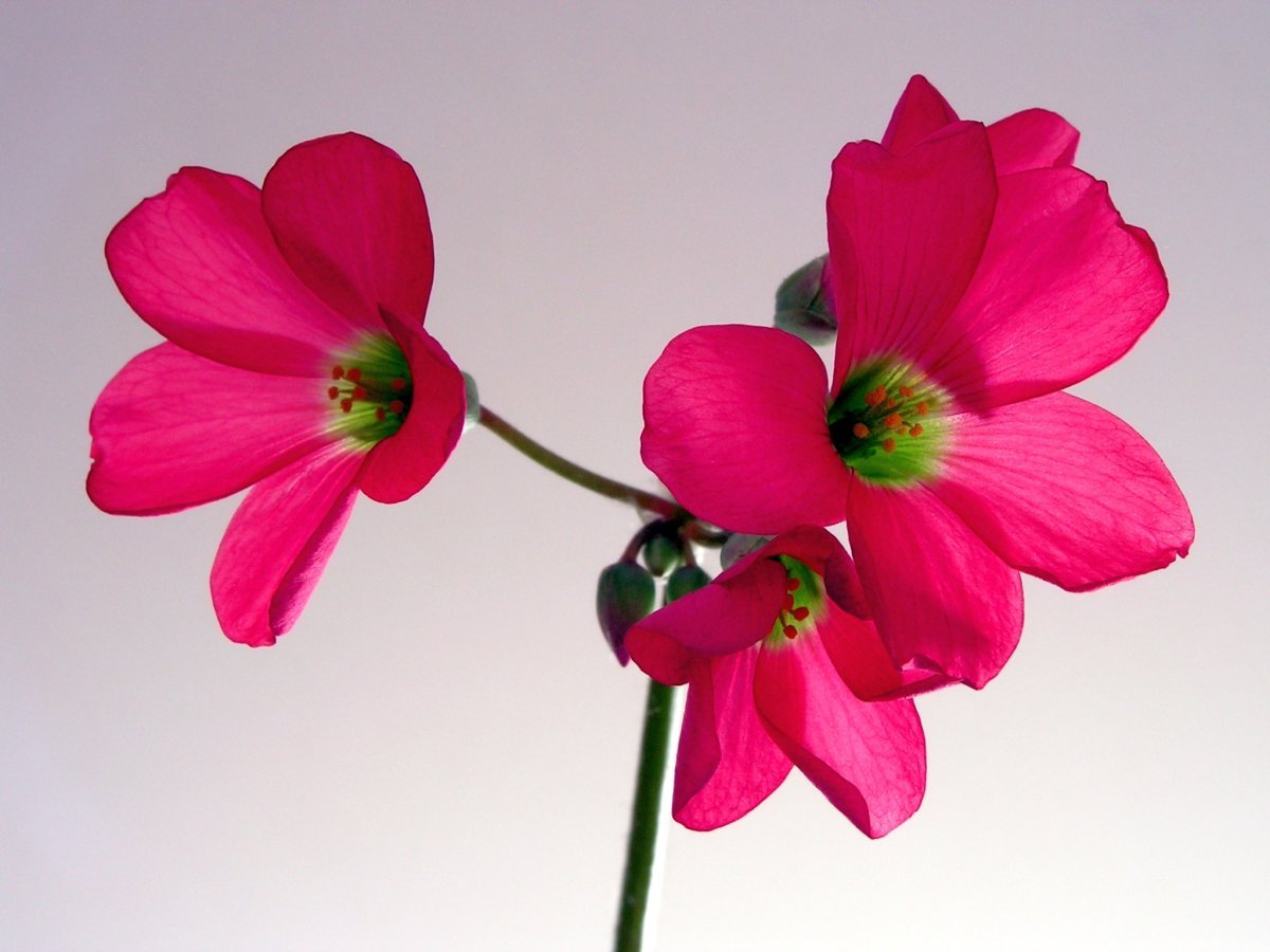 Оксалис Deppei Iron Cross - фото 5