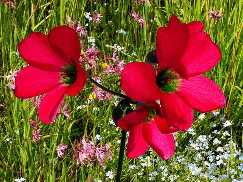 Оксалис Deppei Iron Cross - фото 4