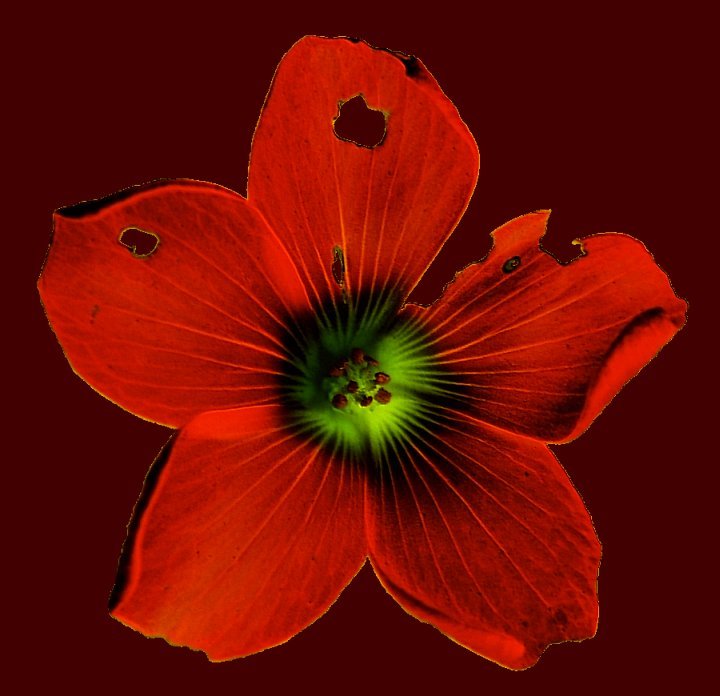 Оксалис Deppei Iron Cross - фото 9