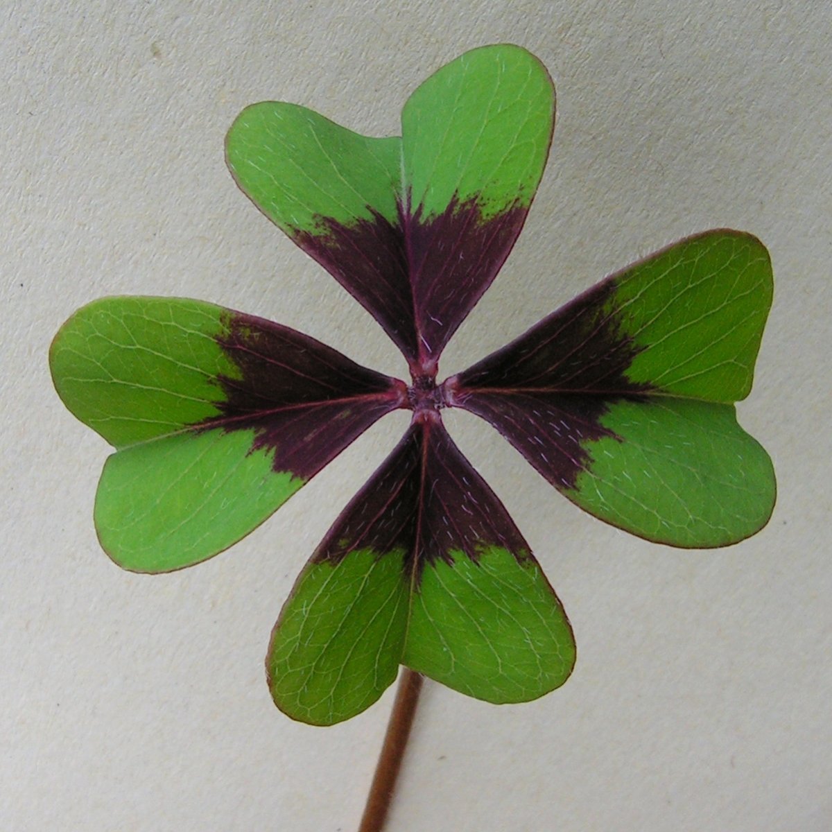 Оксалис Deppei Iron Cross - фото 7