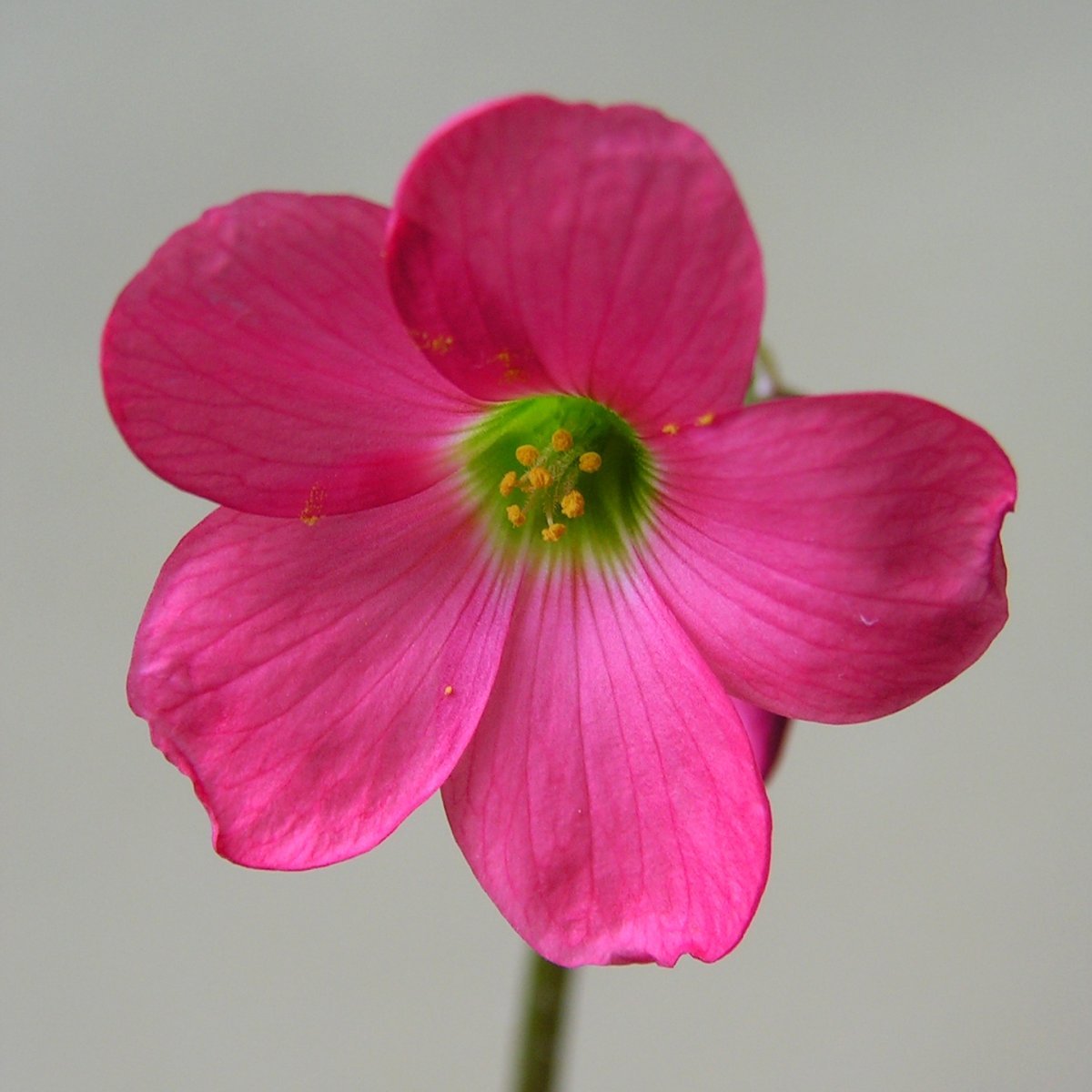 Оксалис Deppei Iron Cross - фото 8