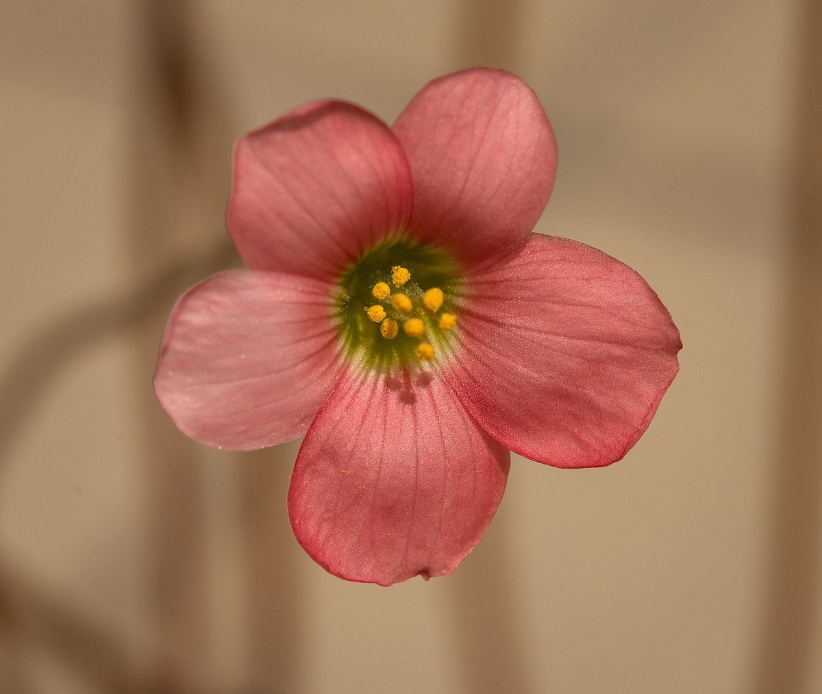 Оксалис Deppei Iron Cross - фото 3