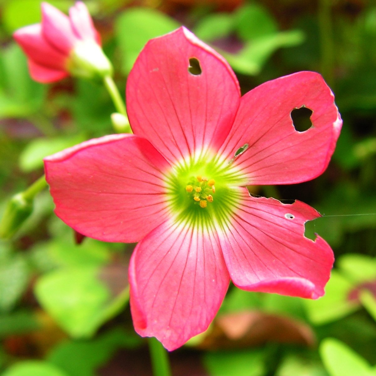 Оксалис Deppei Iron Cross - фото 10