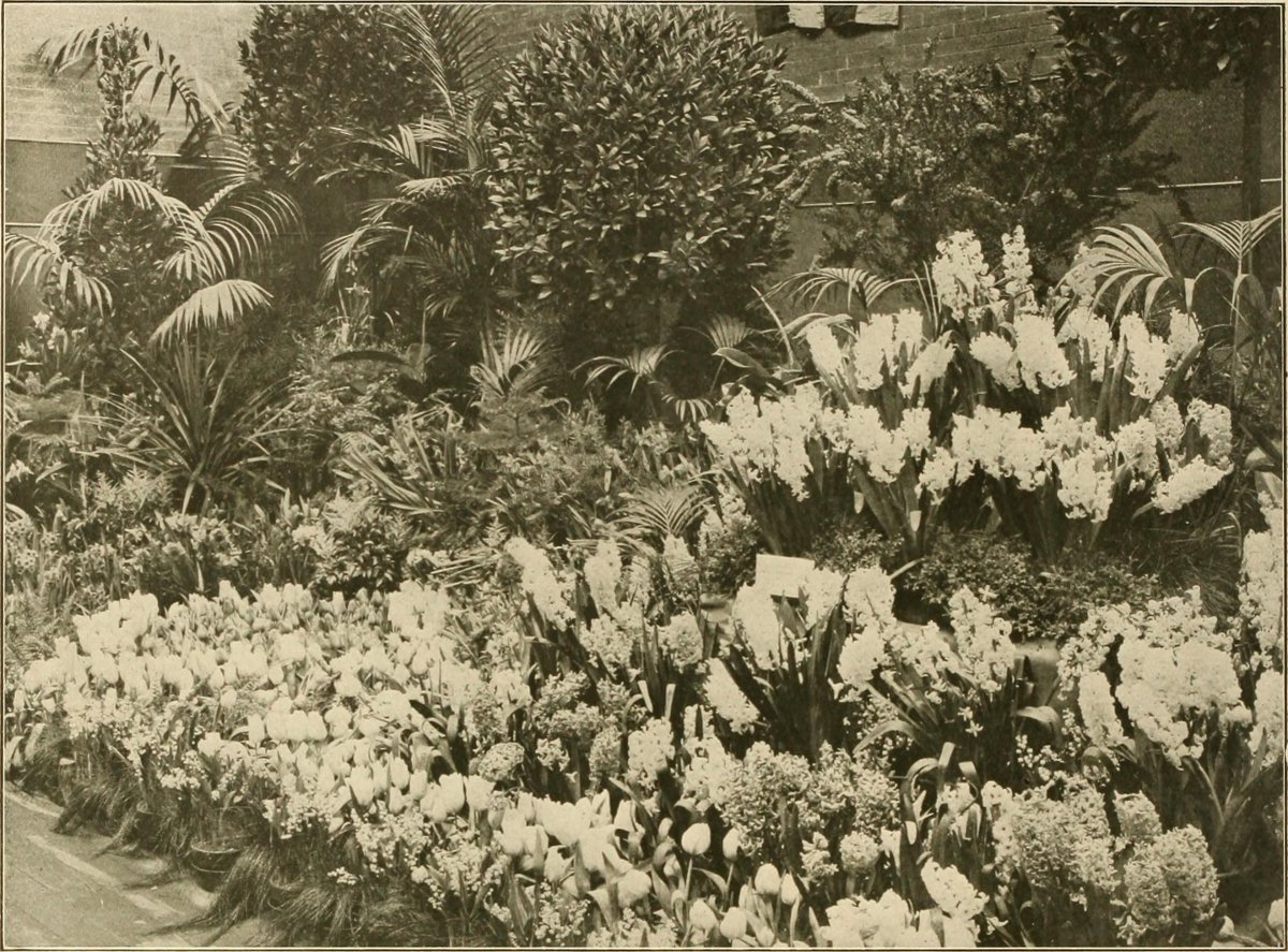 Птицемлечник White Giant белый - фото 4