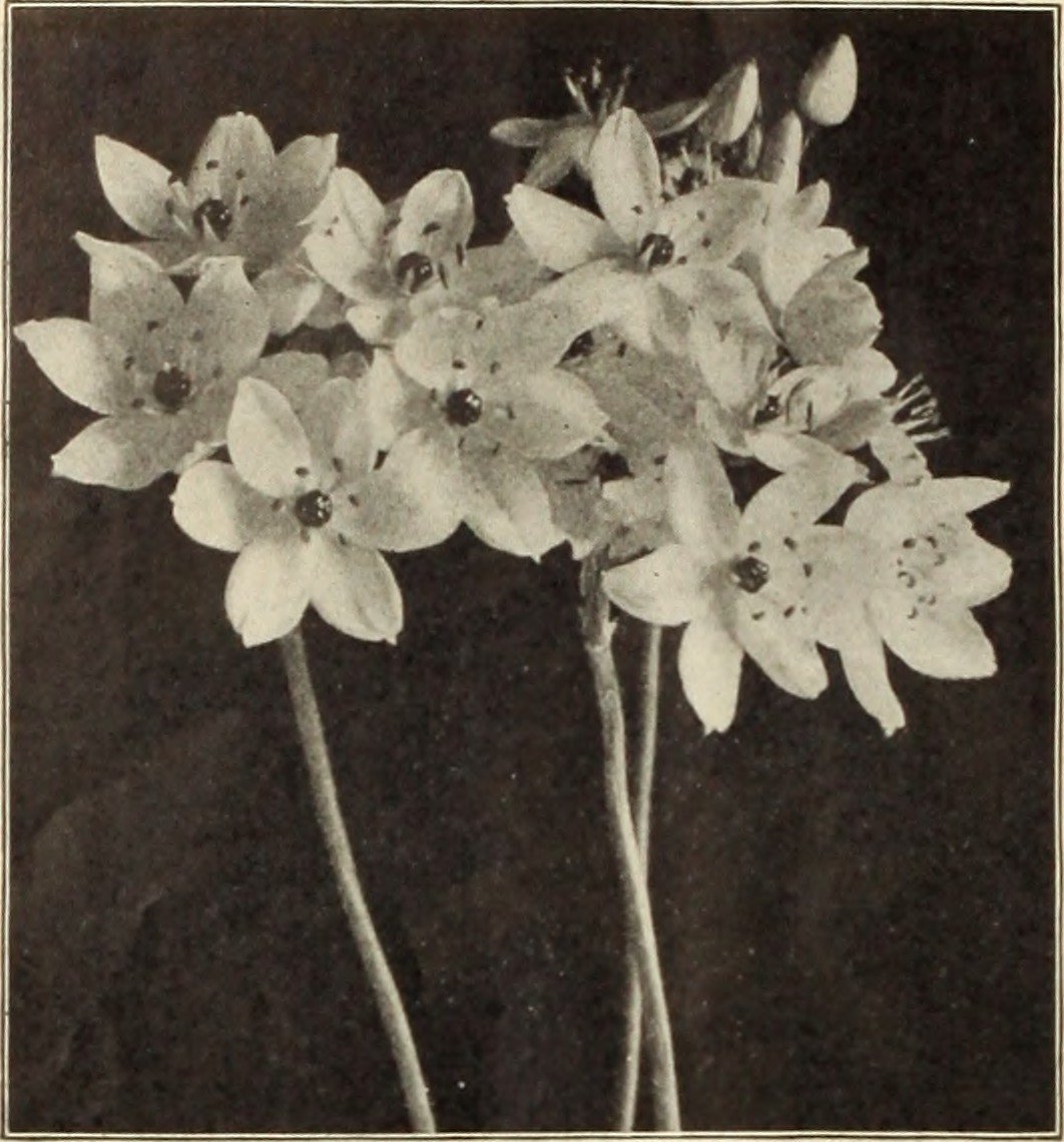 Птицемлечник White Giant белый - фото 2