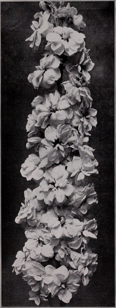 Птицемлечник White Giant белый