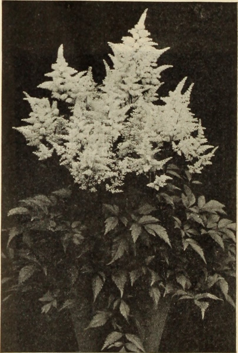 Птицемлечник White Giant белый - фото 3