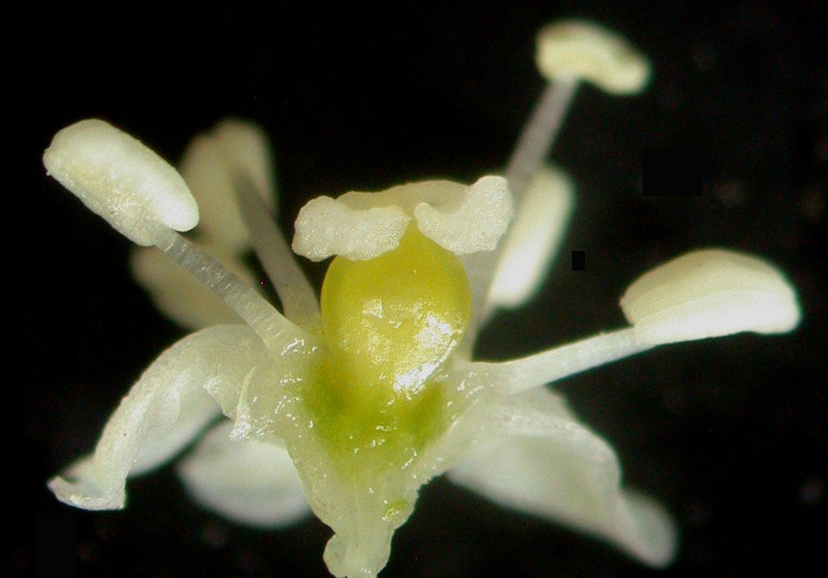 Ревень волнистый Rheum Rhabarbarum - фото 8