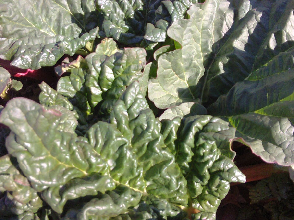 Ревень волнистый Rheum Rhabarbarum
