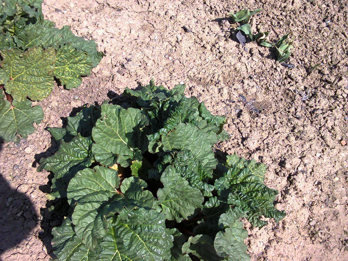 Ревень волнистый Rheum Rhabarbarum - фото 2