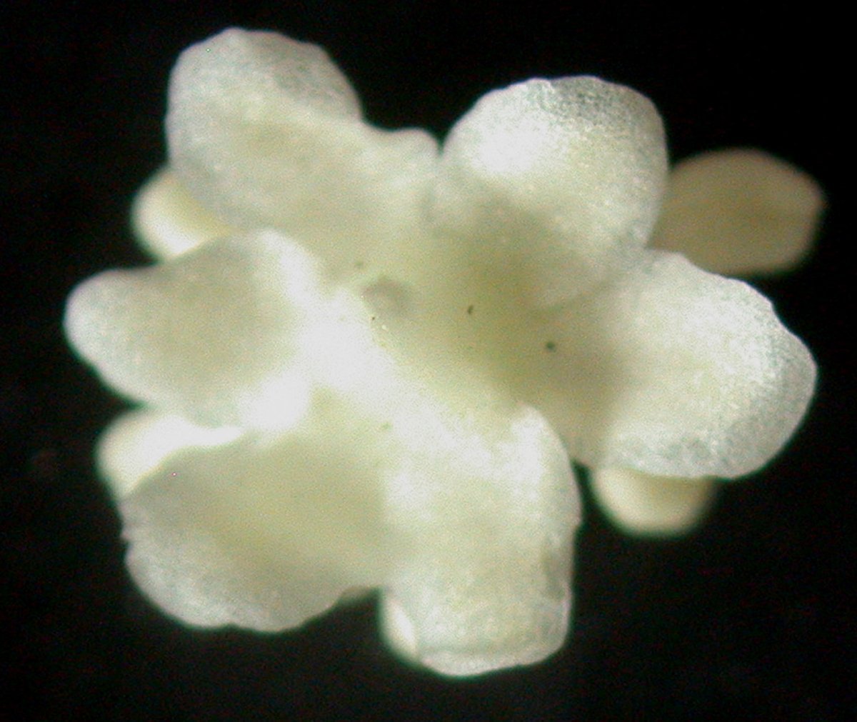 Ревень волнистый Rheum Rhabarbarum - фото 9