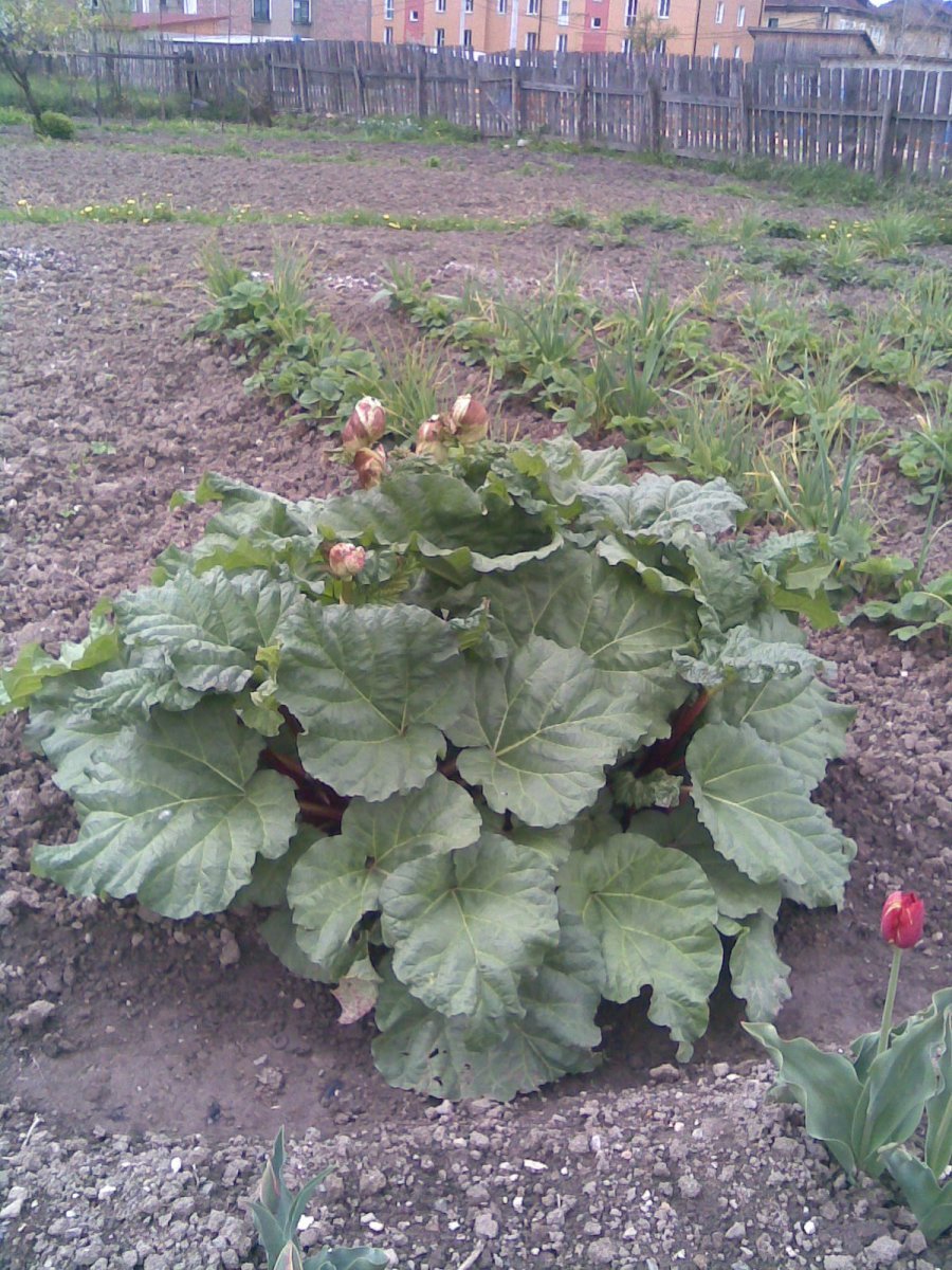 Ревень волнистый Rheum Rhabarbarum - фото 4