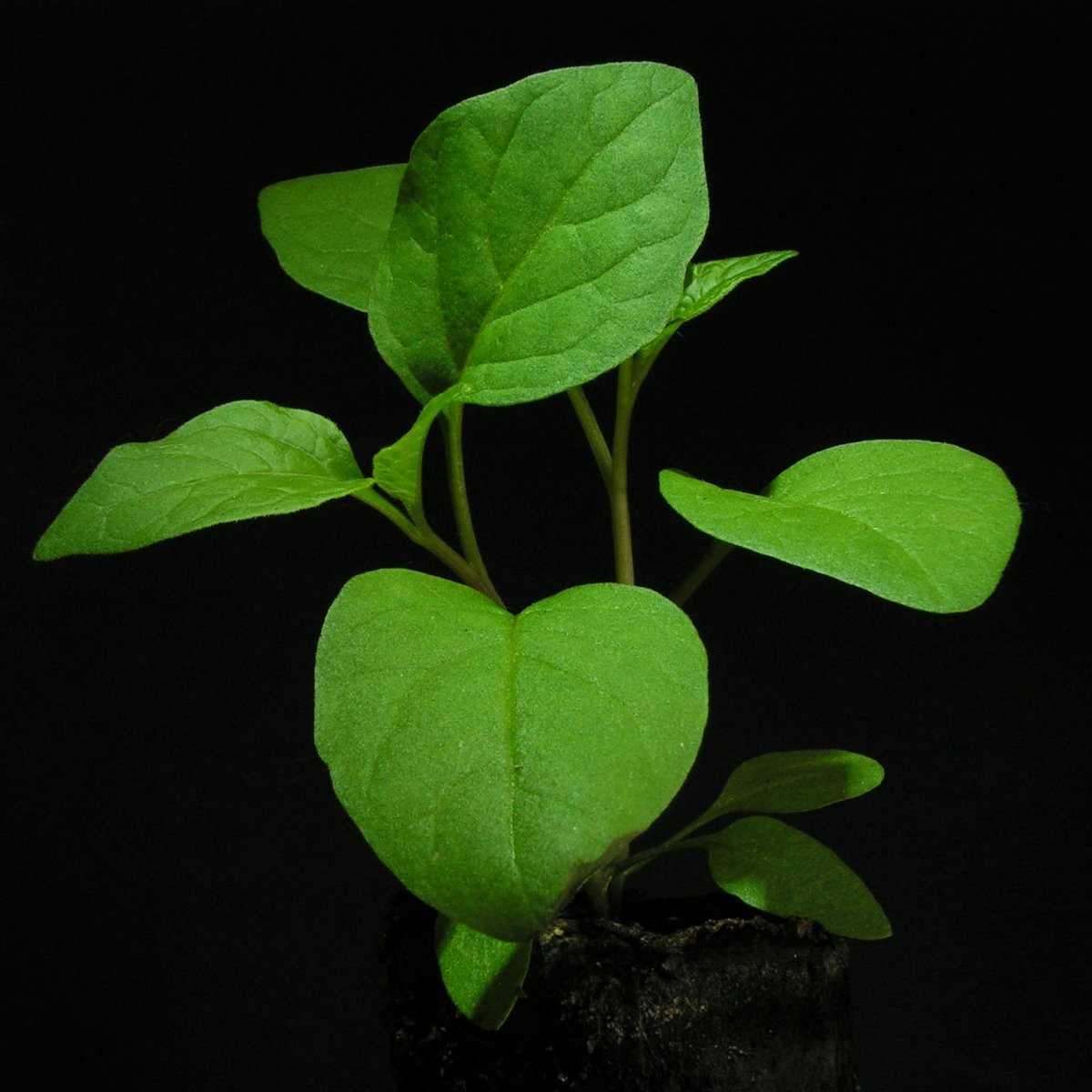 Физалис обыкновенный - фото 9