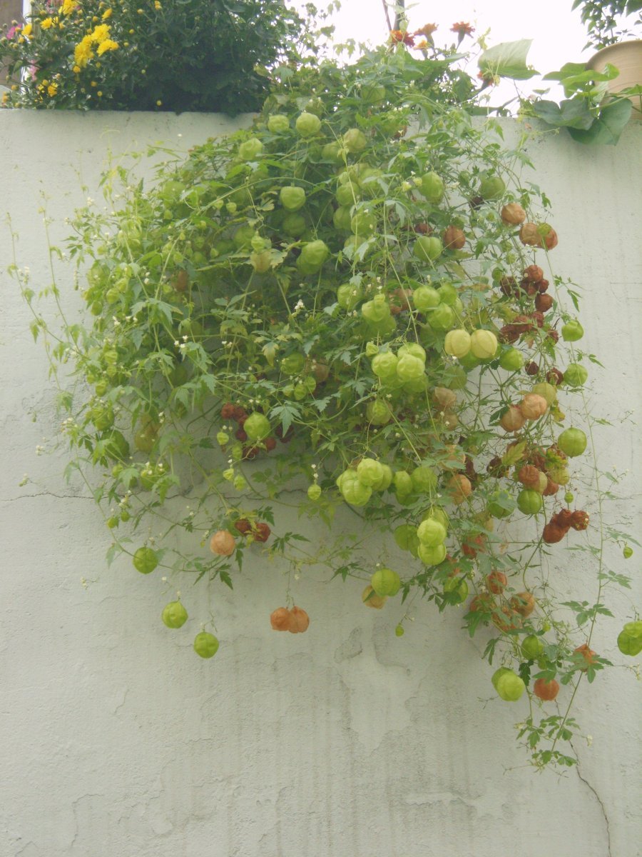 Физалис обыкновенный - фото 8