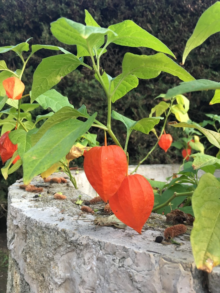 Физалис обыкновенный - фото 2