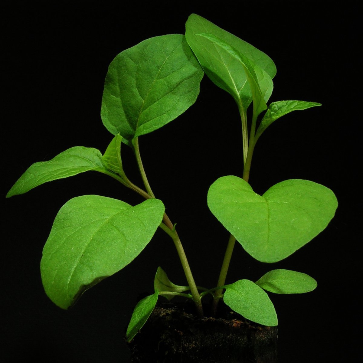 Физалис обыкновенный - фото 10