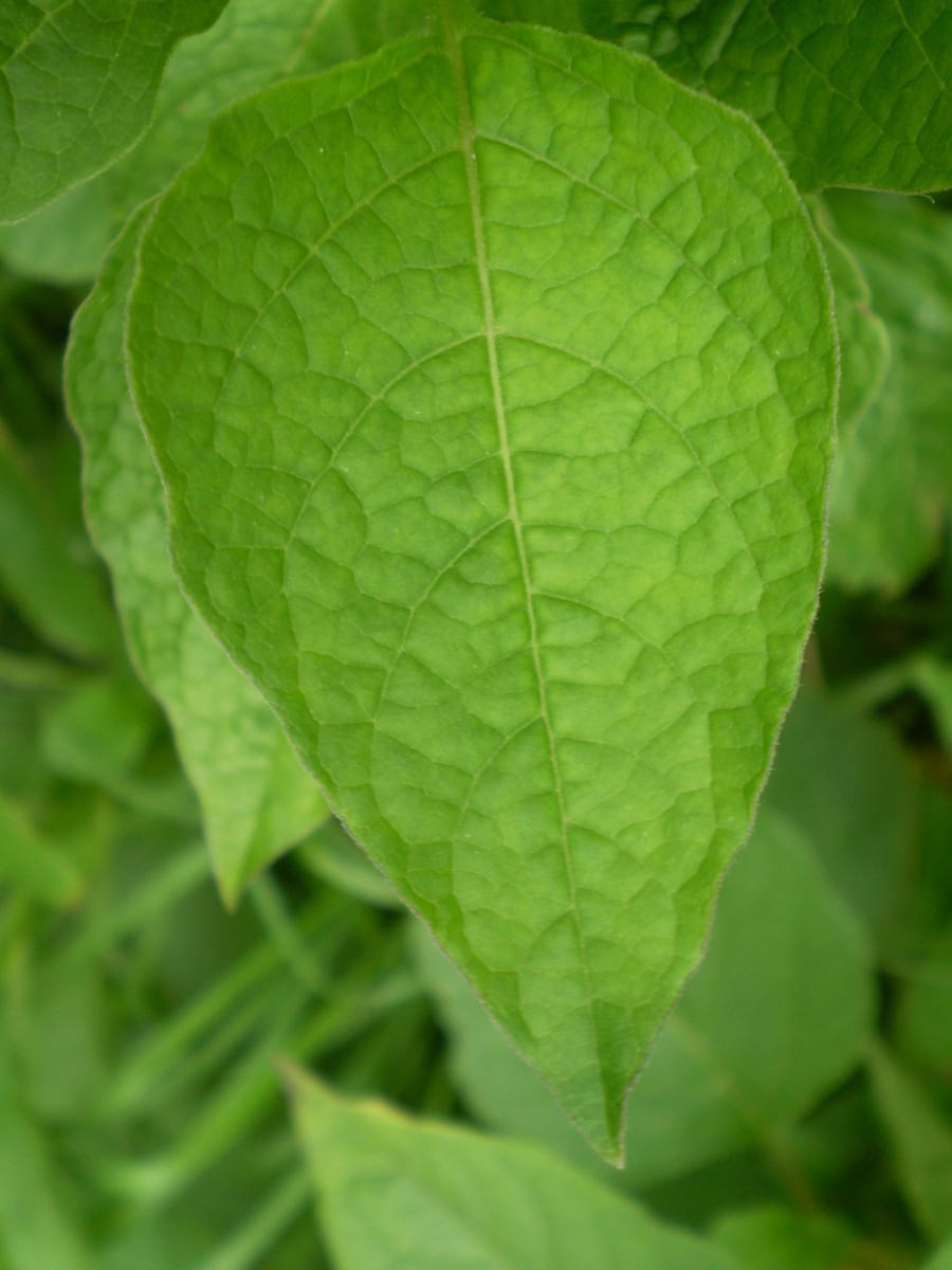 Физалис обыкновенный - фото 6