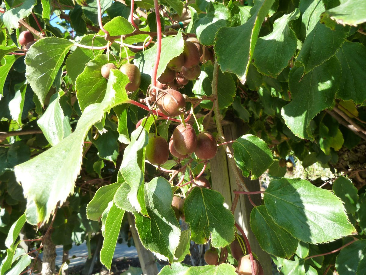 Актинидия Ананасная - фото 5