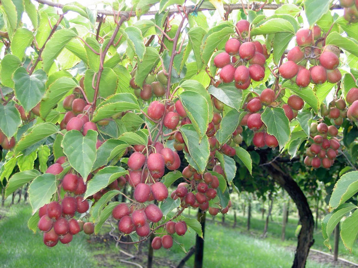 Актинидия Ананасная - фото 4