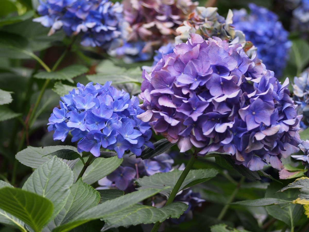 Гортензия Альпенглюхен крупнолистная - фото 2