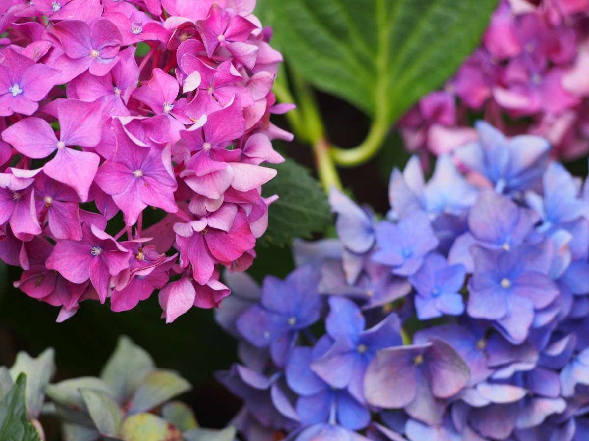 Гортензия Альпенглюхен крупнолистная - фото 4